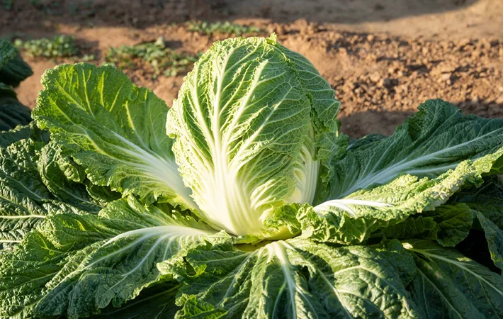 イソチオシアネート