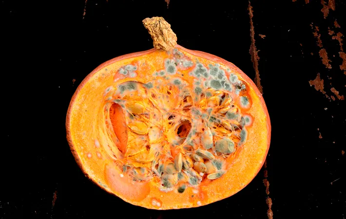 黒いカビの特徴と見分け方