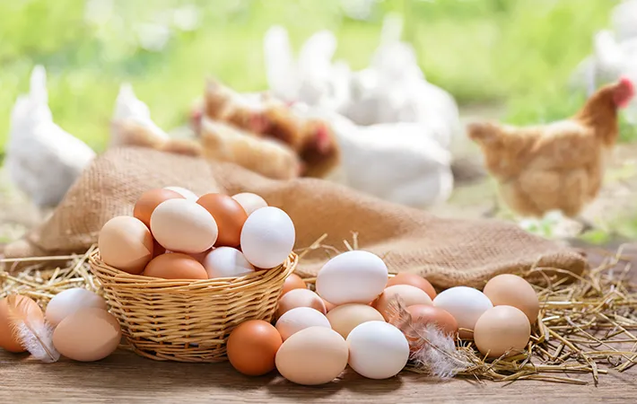 新鮮な生卵の見分け方