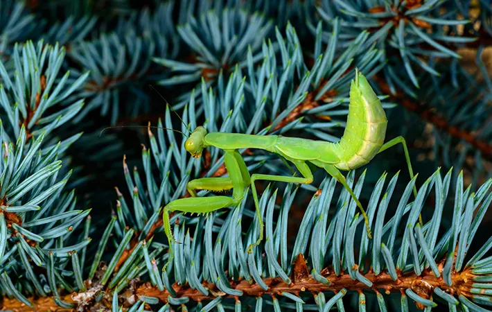 腹の節の数を数える