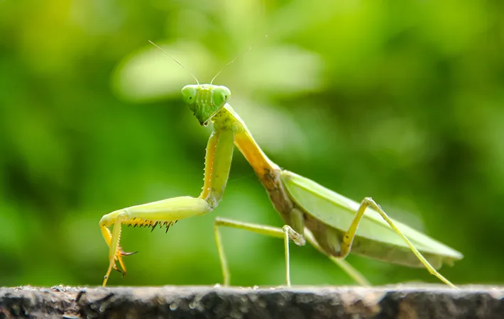 カマキリのオスとメスで寿命は違う？