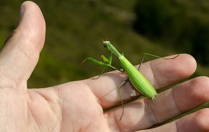 尻の先の形を確認する