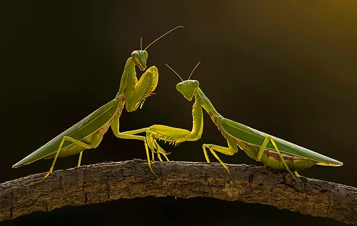 体の大きさを確認する