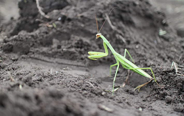 触角の長さを見る