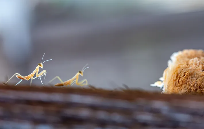 カマキリの幼虫のオスメスを見分ける方法