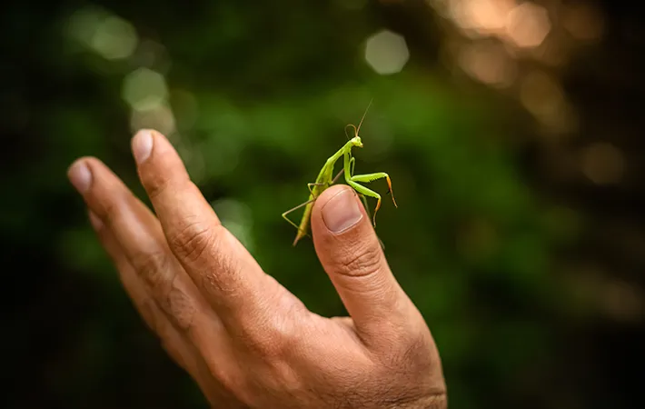 カマキリを観察する際の注意点