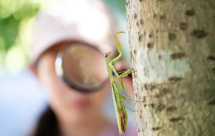 カマキリのオスメスを見分けるメリットは？