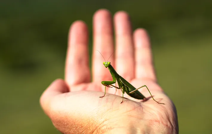 オオカマキリやチョウセンカマキリも同じ方法でオスメスを見分けられる？