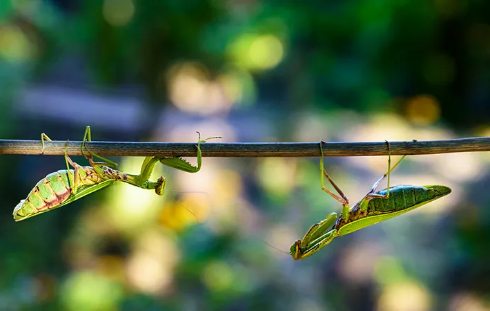 メスは交尾後にオスを食べるの？
