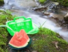 カマキリのオスメスの見分け方を解説！観察する際の注意点も紹介