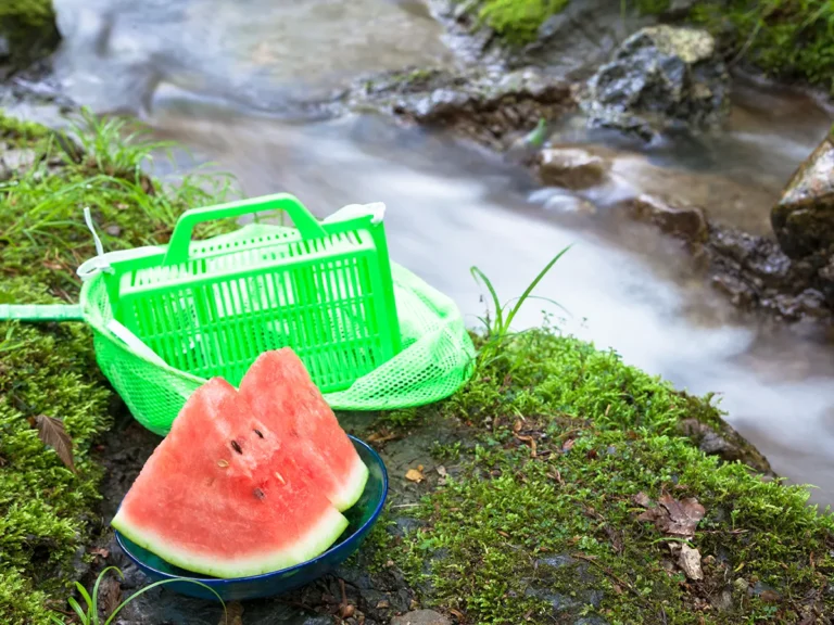 カマキリのオスメスの見分け方を解説！観察する際の注意点も紹介