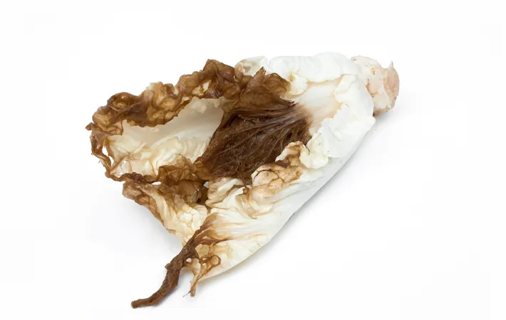 緑腐れ症：茶色いシミができる