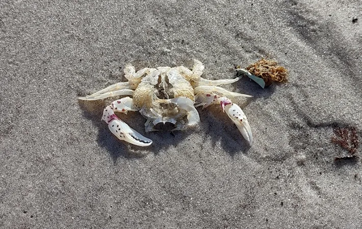 カニの寿命は脱皮に関係する？