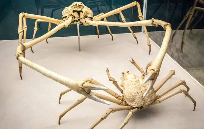 カニの寿命を左右する要因