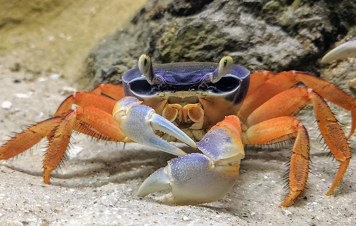 脱皮が長寿の鍵