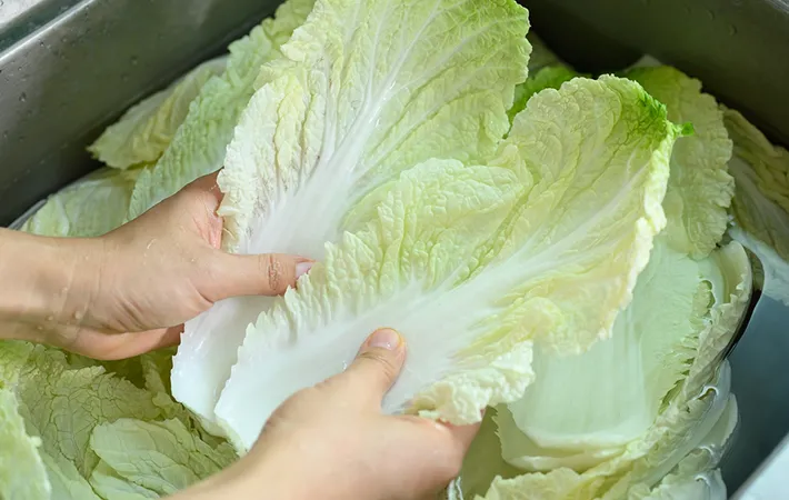 新鮮な白菜の見分け方