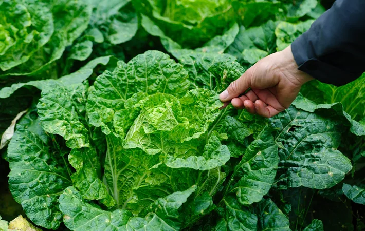 旬の白菜に関連するよくある疑問と回答