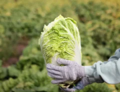 白菜の旬はいつ？おいしい白菜の見分け方や保存法をご紹介