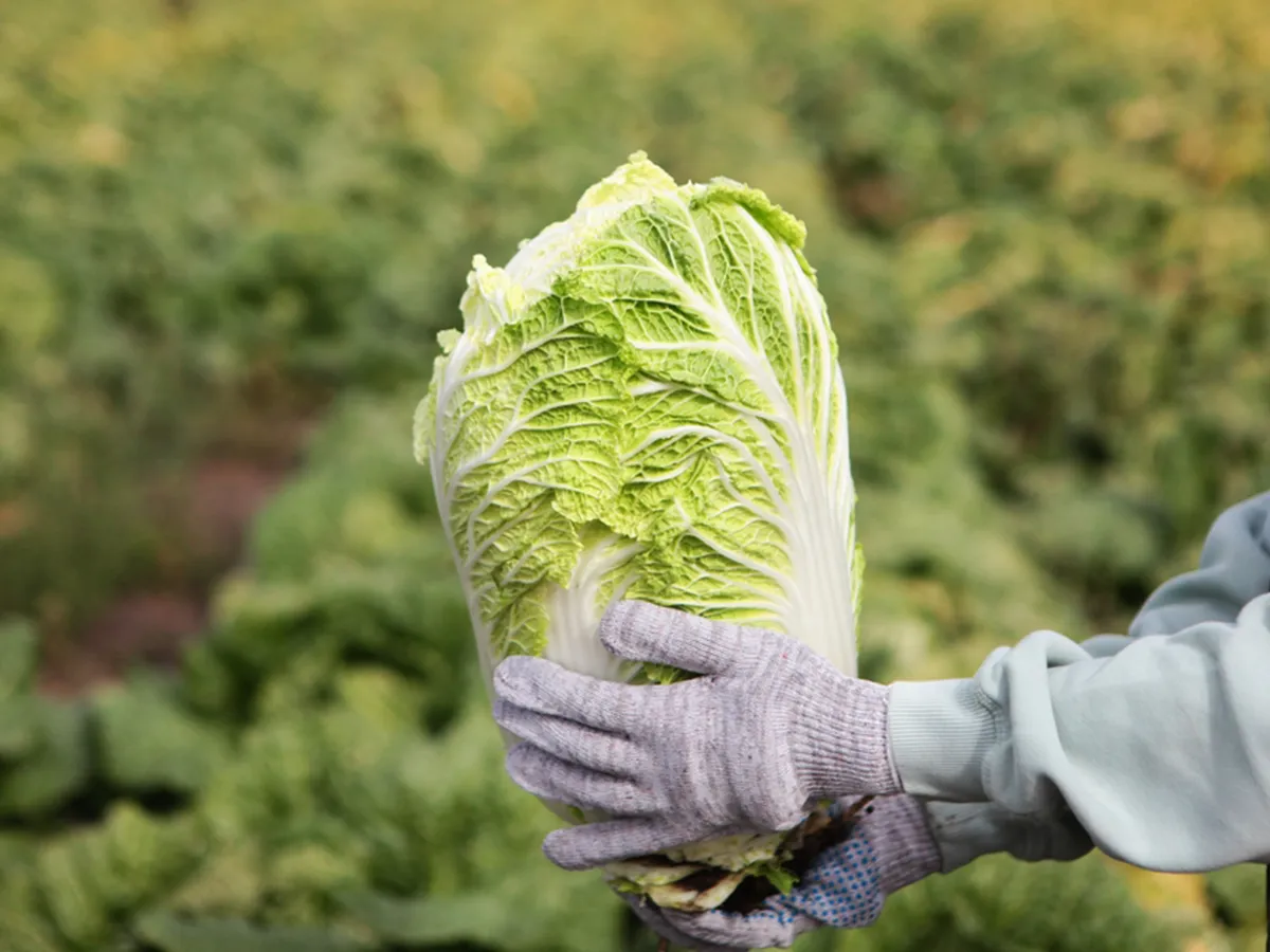 白菜の旬はいつ？おいしい白菜の見分け方や保存法をご紹介