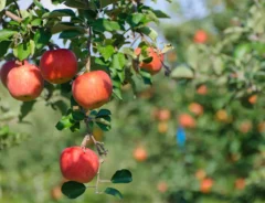 もう迷わない！知らないと損する、おいしいリンゴの見分け方