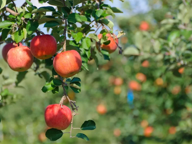 もう迷わない！知らないと損する、おいしいリンゴの見分け方