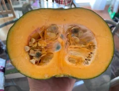 カボチャの画像