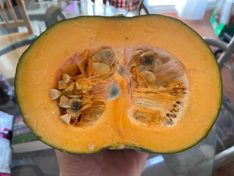 カボチャの画像