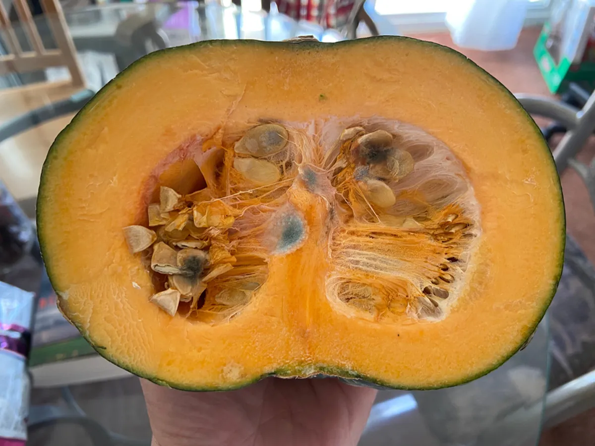 カボチャの画像