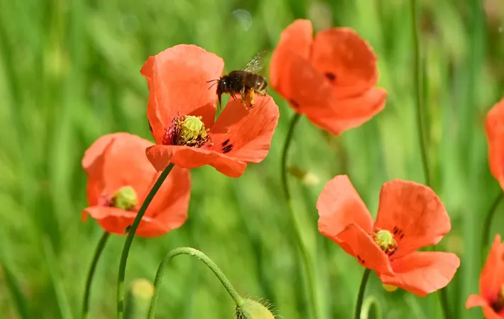 『ナガミヒナゲシ』と『ポピー』の違いとは？