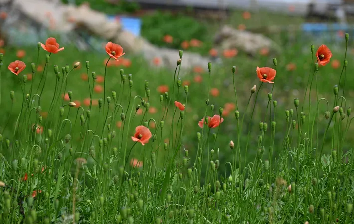 ナガミヒナゲシの毒性に要注意！