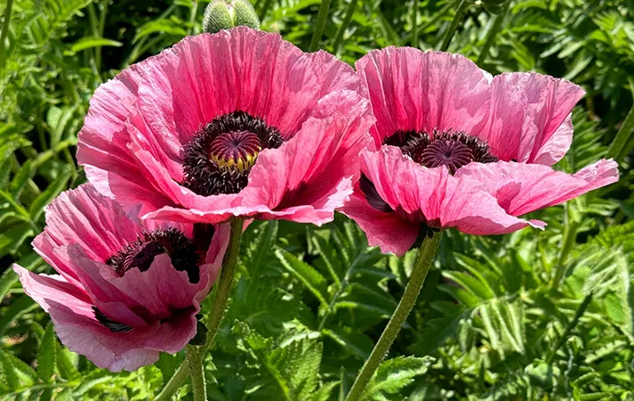 ナガミヒナゲシとポピーの見分け方