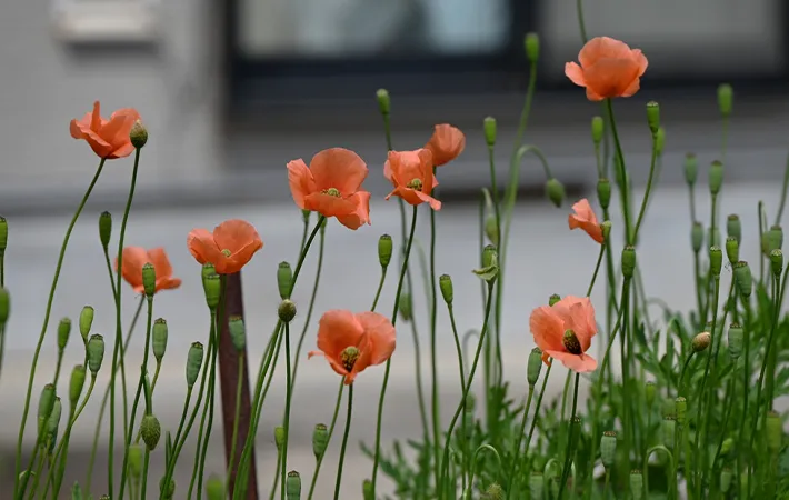 ナガミヒナゲシの駆除方法