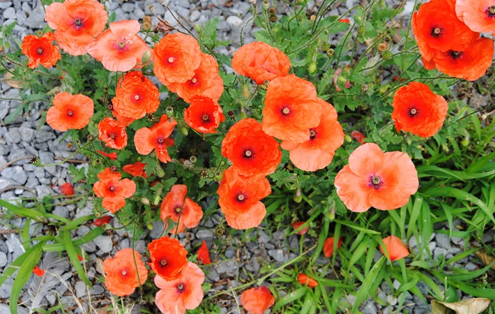 ナガミヒナゲシとポピーの花言葉の違い