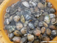 アサリの写真