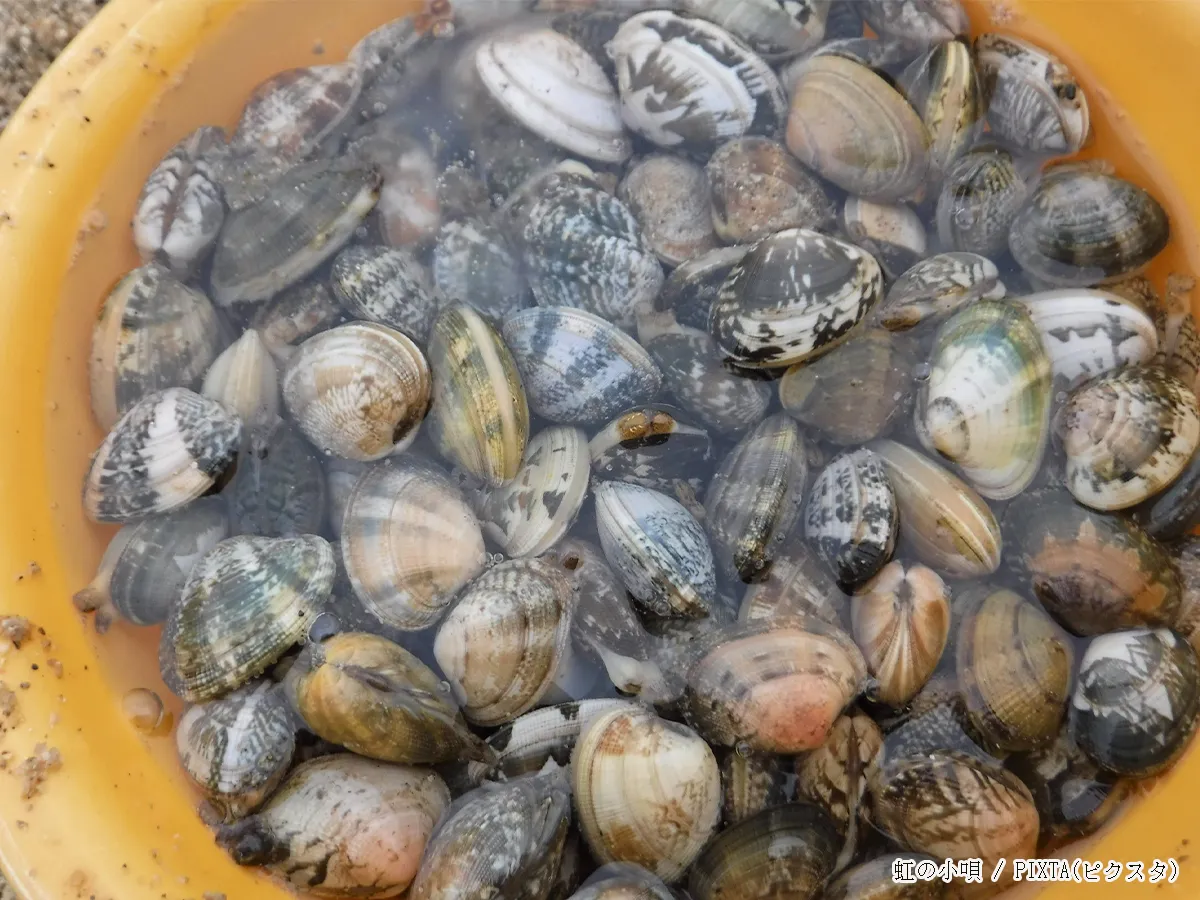 アサリの写真