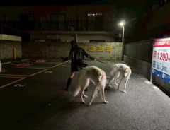 ボルゾイの散歩