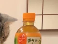 お茶のペットボトルに前脚を添える猫の写真
