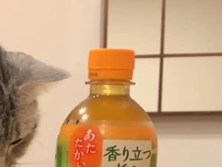 お茶のペットボトルに前脚を添える猫の写真