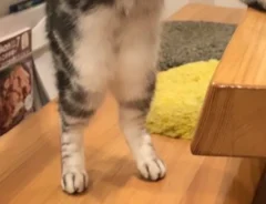 お茶のペットボトルに前脚を添える猫の写真