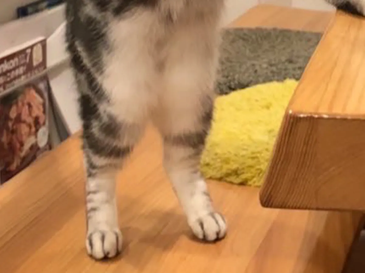 お茶のペットボトルに前脚を添える猫の写真