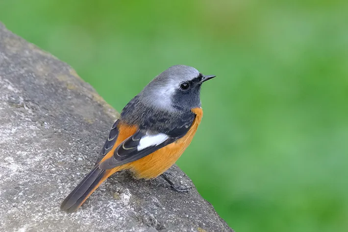 木の上に立つオスのジョウビタキの写真