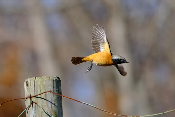 木から羽ばたくオスのジョウビタキの写真