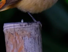 木の上に立つメスのジョウビタキの写真