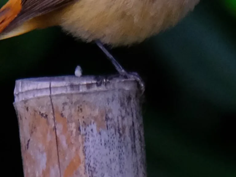 木の上に立つメスのジョウビタキの写真