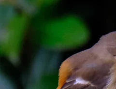 木の上に立つメスのジョウビタキの写真