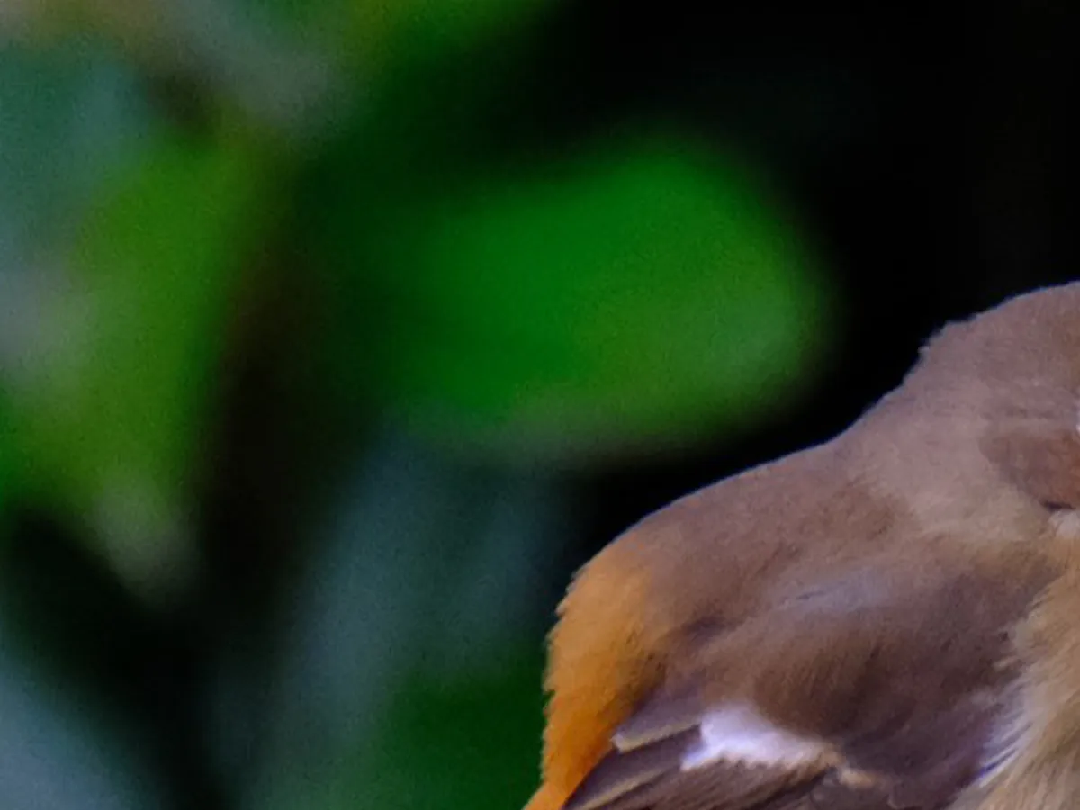 木の上に立つメスのジョウビタキの写真