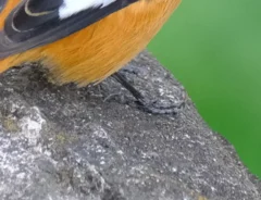 木の上に立つオスのジョウビタキの写真