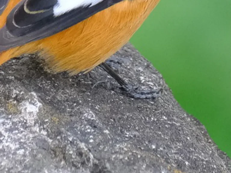 木の上に立つオスのジョウビタキの写真