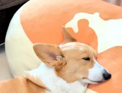 クッションに頭を置いて眠るコーギーの写真