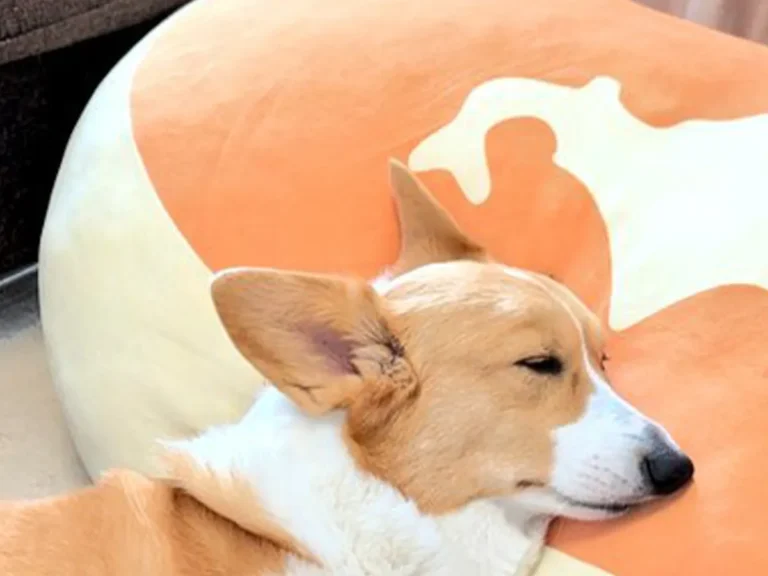 クッションに頭を置いて眠るコーギーの写真